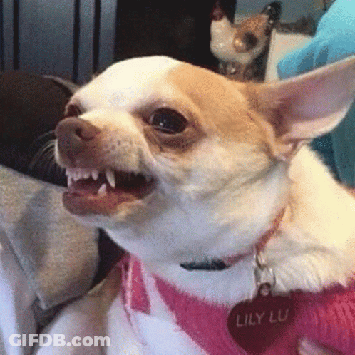 Brown And White Chihuahua In Pink Sweater Lily Lu Tag GIF