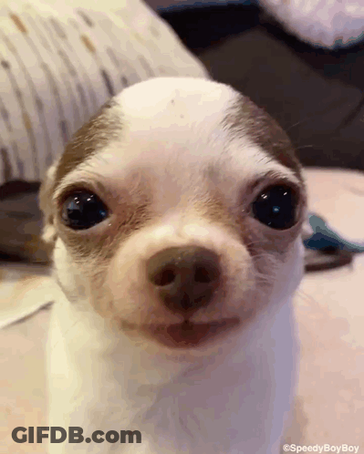 Brown And White Chihuahua Puppy Smiling GIF