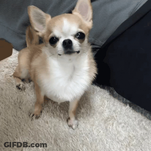 Brown And White Chihuahua Standing On Carpet GIF