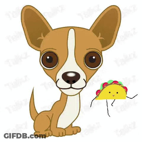 Brown And White Chihuahua With Taco On Head GIF