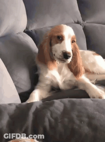 Brown And White Cocker Spaniel Laying On Couch GIF