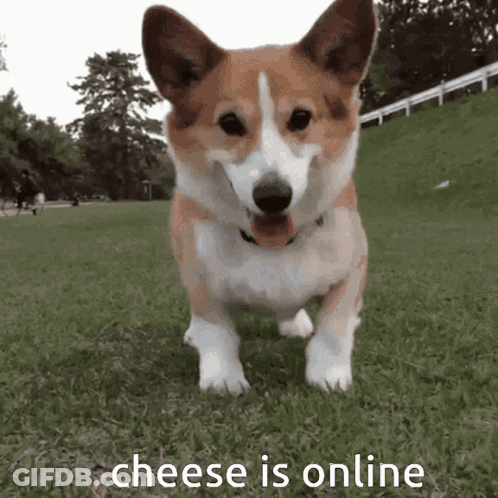 Brown And White Corgi Dog Cheese Is Online GIF