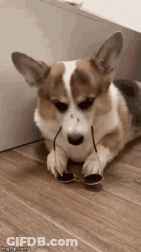 Brown And White Corgi In Sunglasses GIF