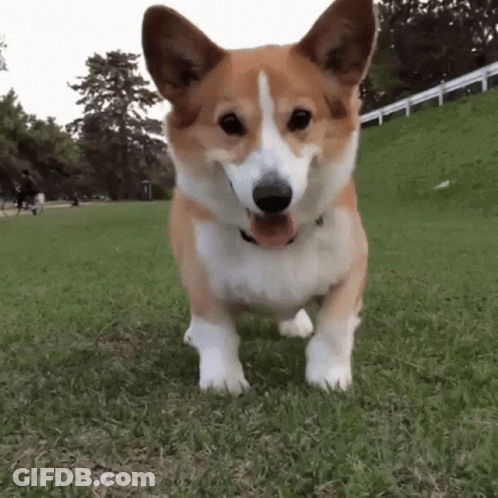 Brown And White Corgi Looking At Camera In Grass GIF