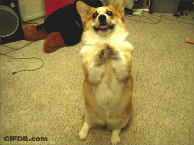 Brown And White Corgi Puppy Saying Smoooooooch GIF