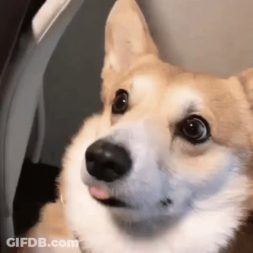 Brown And White Corgi Saying Cheese Is Online GIF