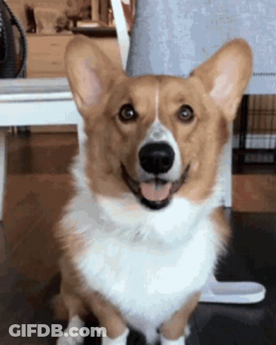 Brown And White Corgi Sitting With Tongue Out GIF