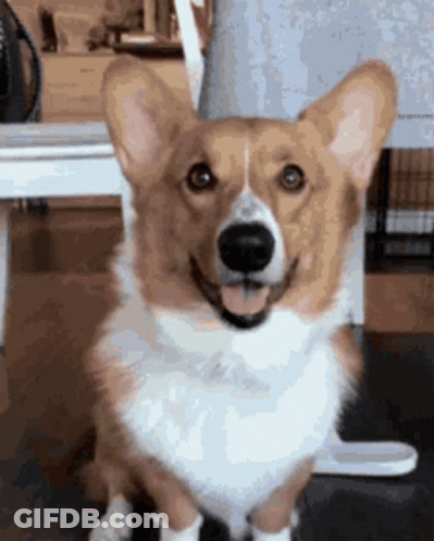 Brown And White Corgi Tongue Out GIF