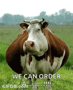Brown And White Cow Chained To Tree GIF