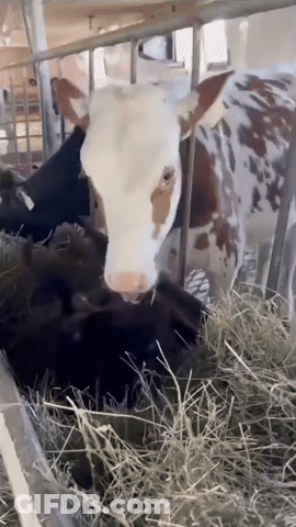 Brown And White Cow Eating Hay In Cage GIF