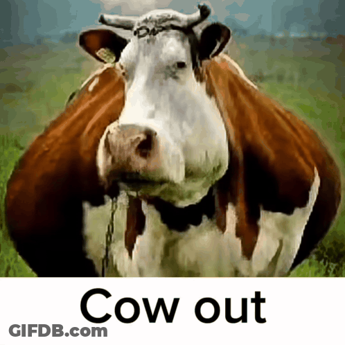 Brown And White Cow Saying Cow Out GIF