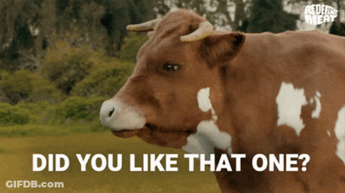 Brown And White Cow Saying Did You Like That One GIF