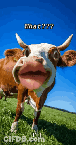 Brown And White Cow Saying What I'll GIF