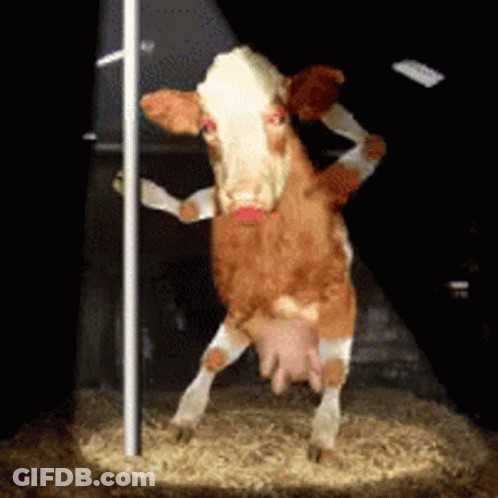 Brown And White Cow Standing On Hind Legs In Barn GIF