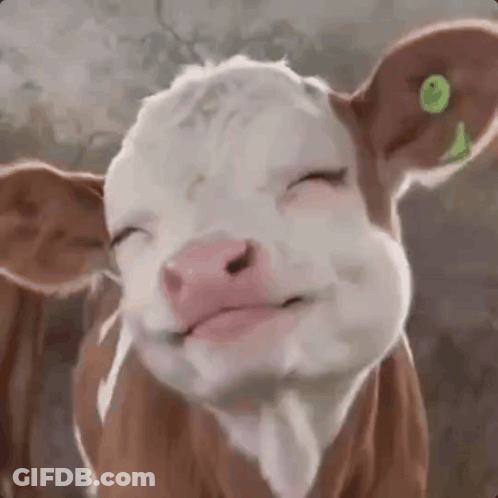 Brown And White Cow With Green Ear Tag Eyes Closed GIF