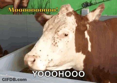 Brown And White Cow Yooohooo GIF