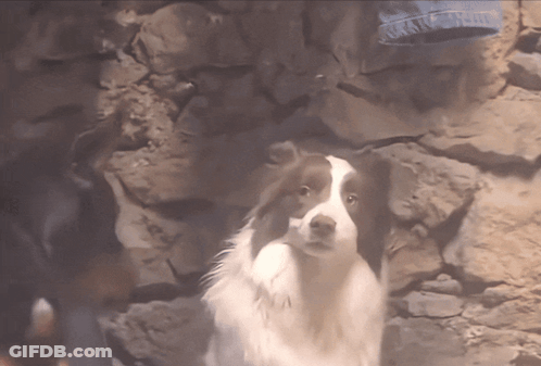 Brown And White Dog Before Stone Wall GIF