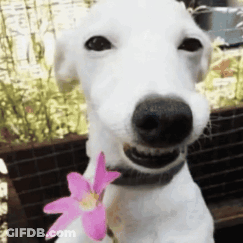 Brown And White Dog By Stone Wall GIF