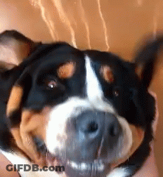 Brown And White Dog Face Close Up GIF
