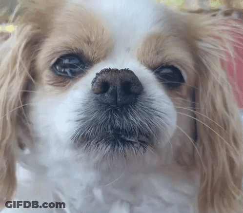 Brown And White Dog Face With Black Nose GIF