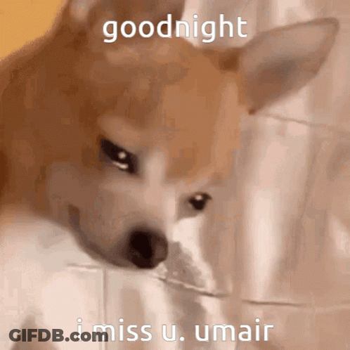 Brown And White Dog Face With Black Nose GIF