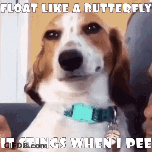 Brown And White Dog Float Like A Butterfly GIF