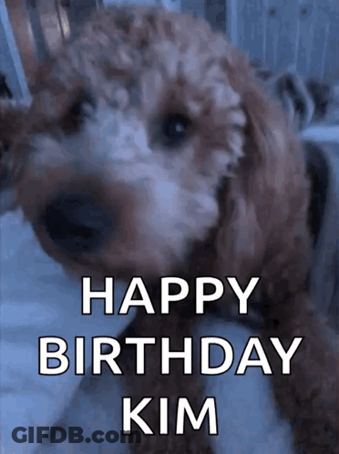 Brown And White Dog Happy Birthday Kim GIF