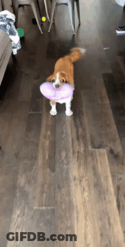 Brown And White Dog Holding Purple Heart Toy Saying I Love You GIF