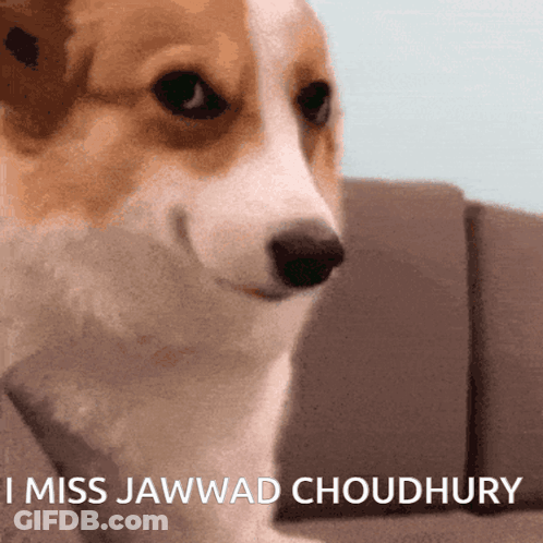 Brown And White Dog I Miss Jawwad Choudhury GIF