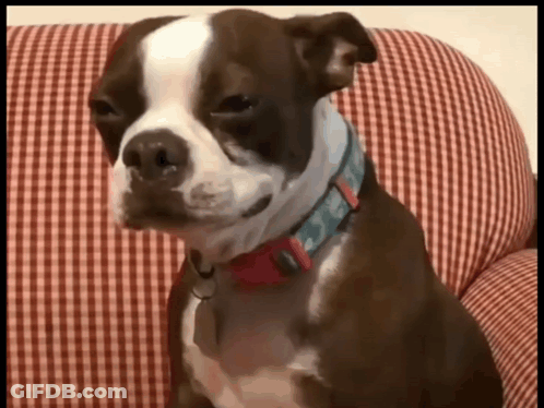 Brown And White Dog In Blue Collar On Checkered Couch GIF