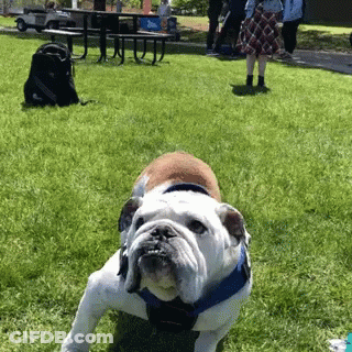 Brown And White Dog In Blue Harness Standing In Grass GIF