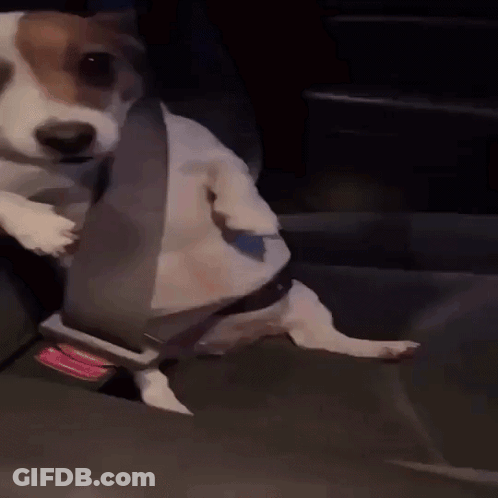Brown And White Dog In Car With Seat Belt GIF