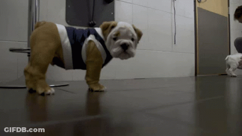 Brown And White Dog In Striped Shirt GIF
