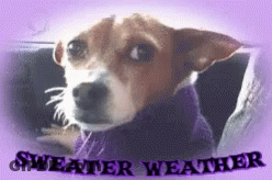 Brown And White Dog In Sweater Saying Sweater Weather GIF