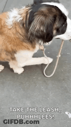 Brown And White Dog Laying Down Holding Leash GIF