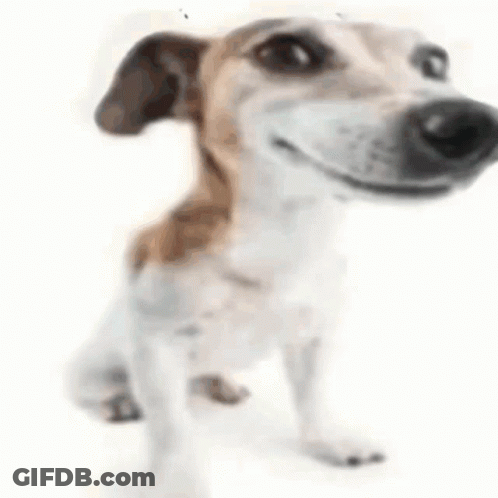 Brown And White Dog Laying Down GIF