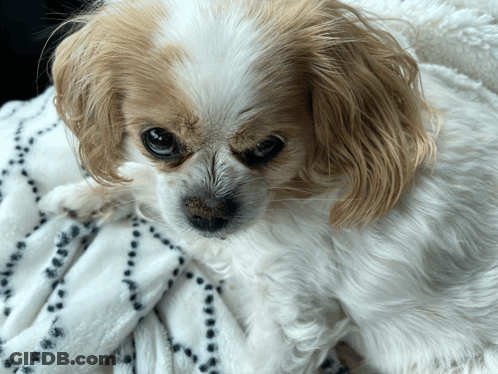 Brown And White Dog Laying GIF