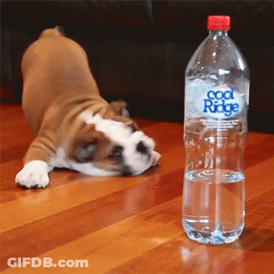 Brown And White Dog Laying Next To Cool Ridge Water GIF