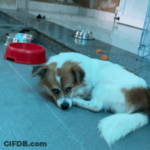 Brown And White Dog Laying Next To Red Dog Bowl GIF
