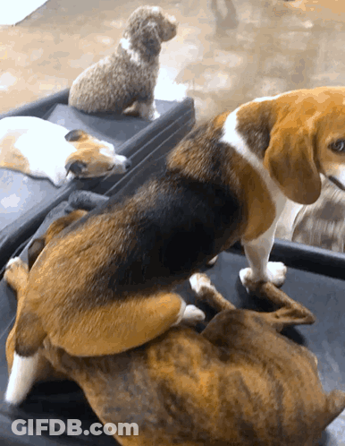 Brown And White Dog Laying On Another Dog GIF