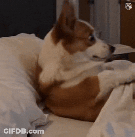 Brown And White Dog Laying On Bed GIF