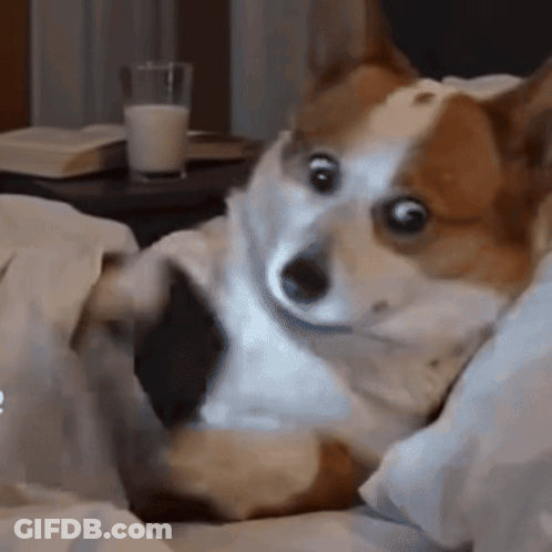 Brown And White Dog Laying On Bed GIF