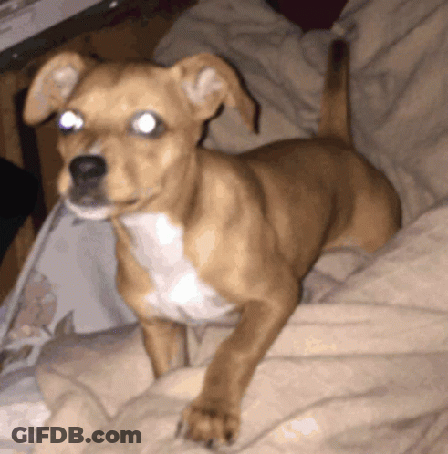 Brown And White Dog Laying On Bed GIF