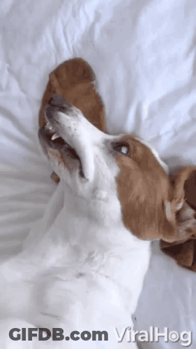 Brown And White Dog Laying On Bed With Mouth Open GIF