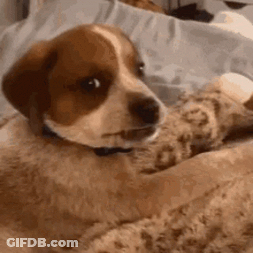 Brown And White Dog Laying On Bed With Teddy Bear GIF