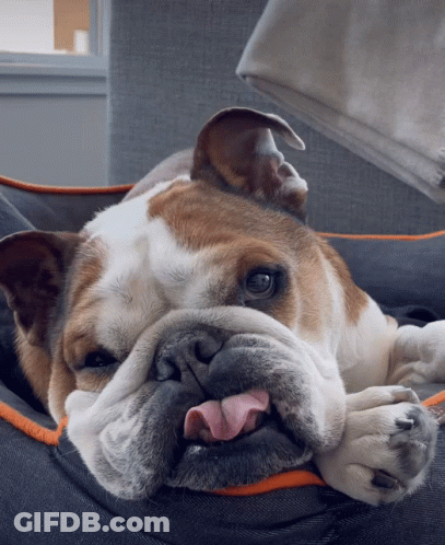 Brown And White Dog Laying On Bed With Tongue Out GIF