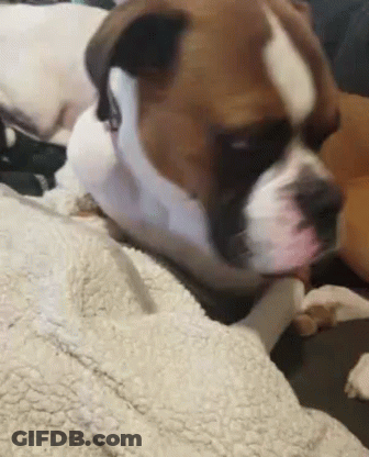 Brown And White Dog Laying On Blanket GIF
