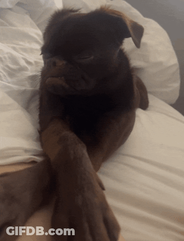 Brown And White Dog Laying On Blue Blanket With Paws Crossed GIF