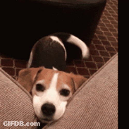 Brown And White Dog Laying On Couch Looking At Camera GIF