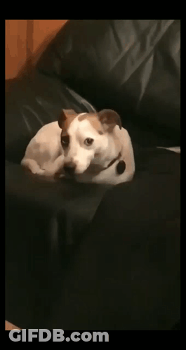 Brown And White Dog Laying On Couch GIF